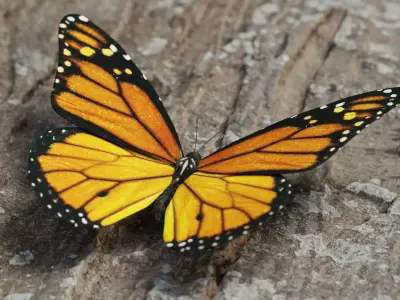 Monarch butterfly Low-poly 3D model