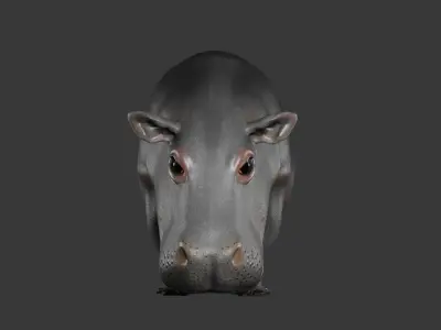 Hippopotamus 3D Model Rigged and Animated Low-poly 3D model