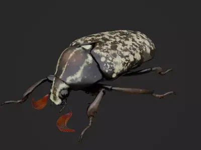 Cockchafer June Beetle May Beetle Polyphylla Laticollis Low-poly 3D model