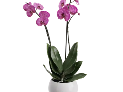  Orchid Plant Model, Purple 