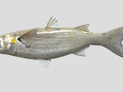 White Mullet Low-poly 3D model