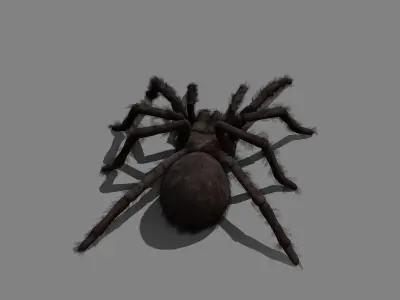 Spider - Tarantula with animations Low-poly 3D model