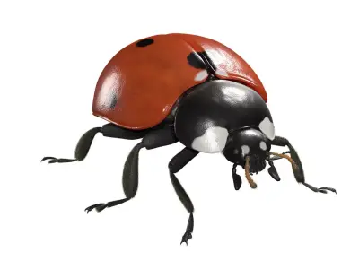 Ladybug Animated 3D model