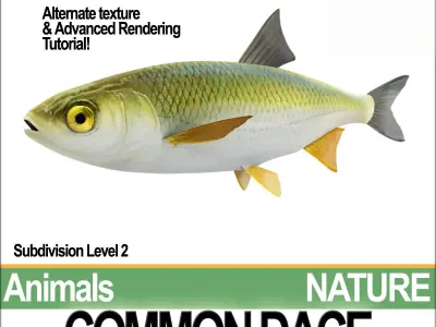 Common Dace 3D model