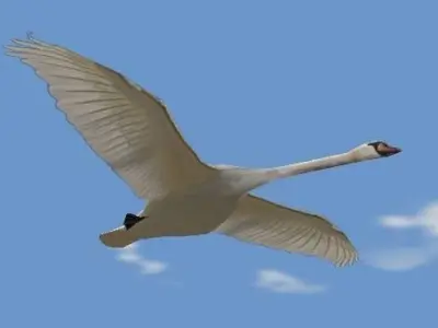Swans swan flying in sky Low-poly 3D model