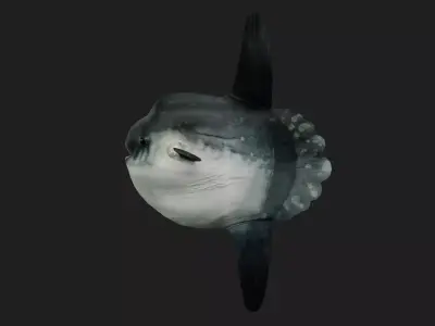 Sunfish Low-poly 3D model