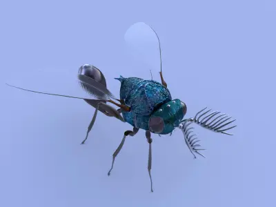 Eucharitidae 3d model rigged Apocrita Low-poly 3D model