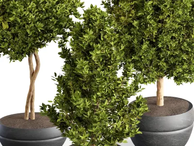 indoor Plant Set 02 3D model