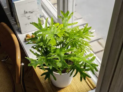  Philodendron Plant Potted Plant Model 