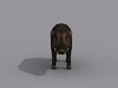 a boar wild Free 3D model