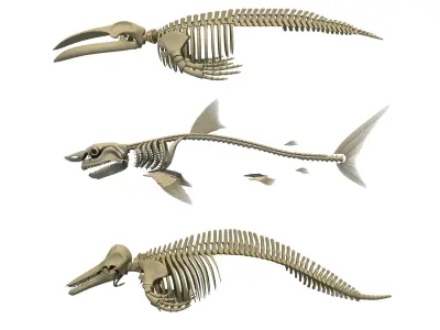 3 Aquatic Animal Skeletons 3D model
