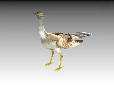 Houbara bustard 3D model