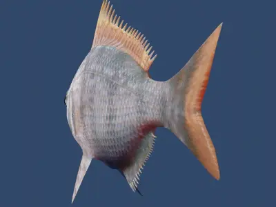 longspine porgy fish Low-poly 3D model