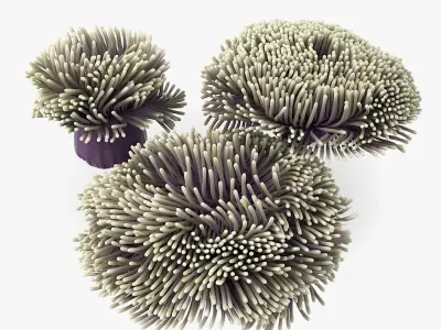 Actinia Anemone Collection 3D model
