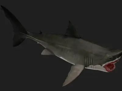 Shark Low-poly 3D model