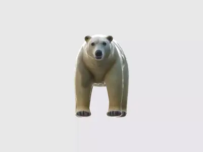 A large white polar bear standing  3D model