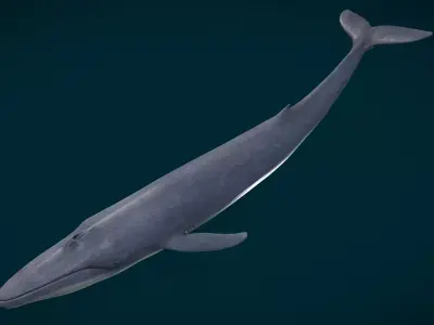 Realistic Blue Whale Low-poly 3D model