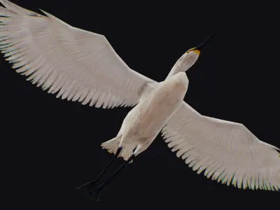 Stork Flying Bird Realistic Heron Animated Animal Lowpoly Low-poly 3D model