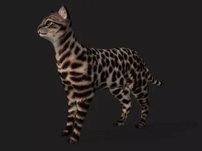 LeopardCat A1 Free 3D model