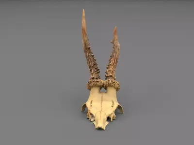 Deer skull with horns 01 high-poly 3D model