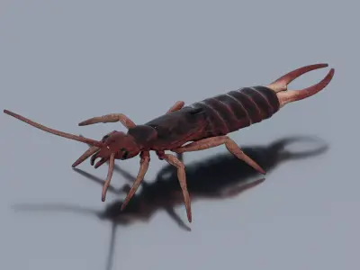 Earwig Low-poly 3D model