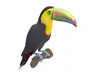 Toucan on branch 3D model