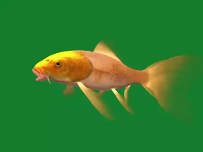 Butterfly Koi Carp Fish Free 3D model