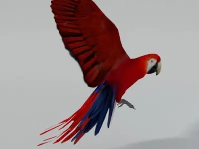 Red Macaw Low-poly 3D model