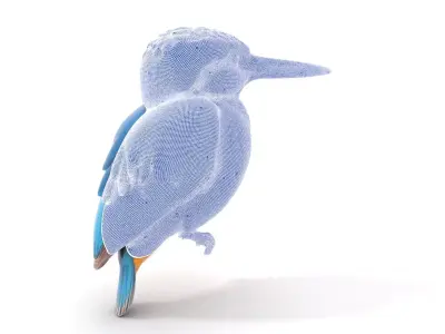 Vibrant Kingfisher Bird model pack Low-poly 3D model