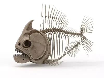 Piranha fish skeleton 3D model