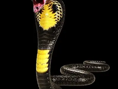 King Cobra Black Snake Low Poly Realistic 3D model