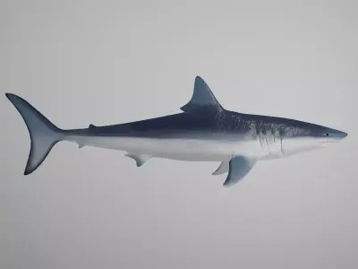 Mako Shark Low-poly 3D model