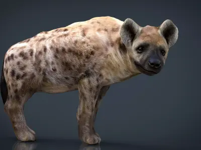 Hyena Low-poly 3D model