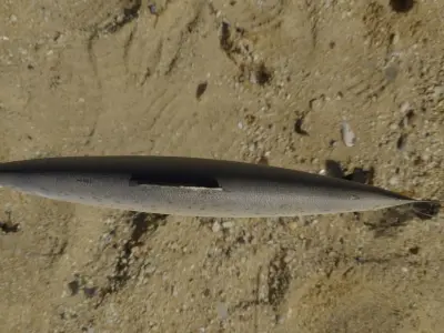 Salmon Fish 3D model