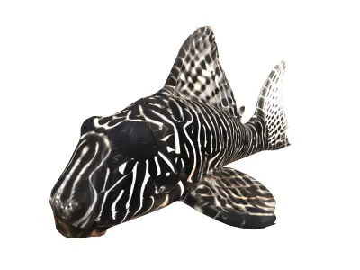 Aquarium Fish Collection - 17 Set 3D model