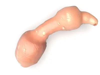 Penis Fish 3D model
