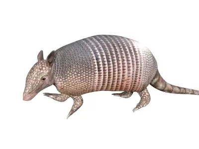 Armadillo Low-poly 3D model