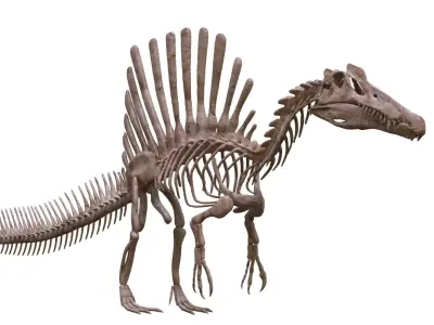 Spinosaurus skeleton scan 3D print model