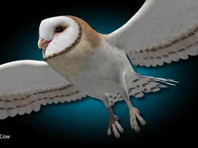 Barn Owl - Flight 3D model
