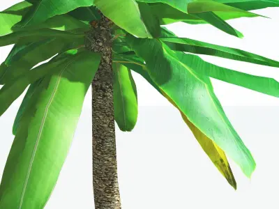 EVERYPlant Bjuvia Cycad LowPoly 4 --12 Models-- Low-poly 3D model