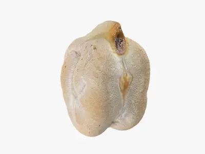 Dry Garbanzo Bean 02 3D model