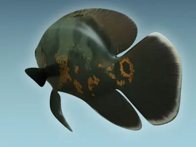 Black Tiger Fish 3D model