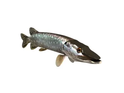 Pike Fish Esox Lucius 3D model