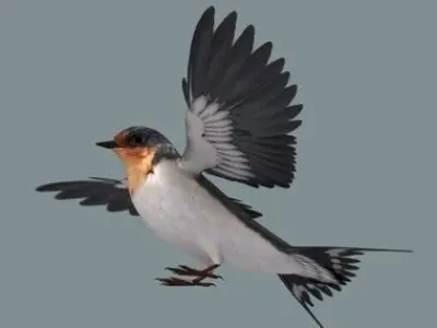 swallow flying in sky 3D model