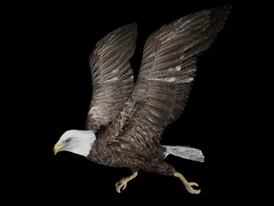 Bald Eagle Low-poly 3D model