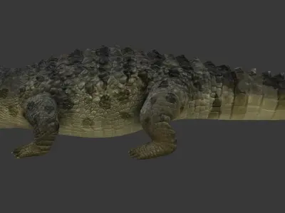 crocodile Low-poly 3D model