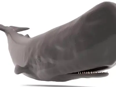Sperm Whale Free low-poly 3D model