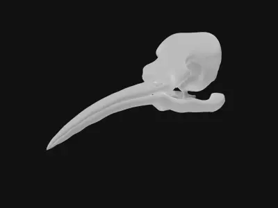 Hummingbird skull 3D model