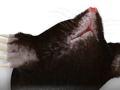 Eastern Mole Low-poly 3D model