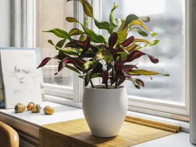  Mammy Croton Plant Potted Plant Model 